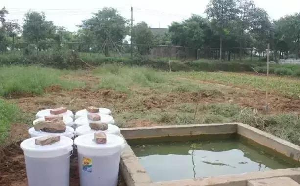 花生麸到底有什么神奇之处？果农十分关注，详细发酵及使用方法