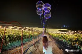 美哭！南宁藏了一片浪漫的火龙果灯海，你见过吗？图片