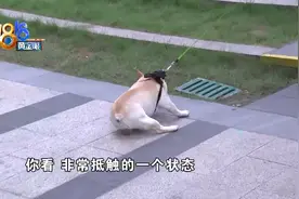 法斗犬疑似被小区灯柱电伤，物业回应：没有漏电图片