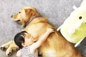 金毛突然发狂，疯咬1岁宝宝，爸爸不仅不生气，还非常感谢狗狗！图片