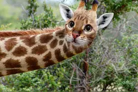 女子痴迷养猫，希望世界上看到的任何动物都是自己的爱猫图片