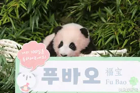 韩国综艺公然辱华，放任艺人伤害国宝熊猫，当中国钱好赚？图片