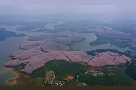 世界上最壮观的樱花不在日本，而是在贵州的平坝，真的太漂亮了图片