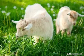 养羊经验分享，养羊户都会遇到，愿所有养羊人不再烦恼图片