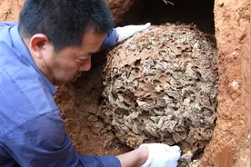 白蚁培育的菌界“大熊猫”，价格堪比黄金，极度稀有和难以获取图片