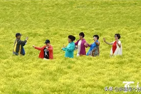焉耆县：板蓝根花海迎客来图片
