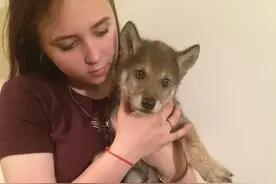 小狗主动上门求收养，养了段时间后发现不对，医生看后：这不是狗图片