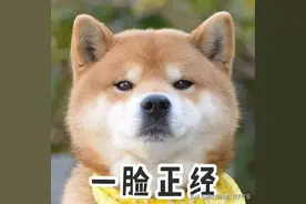 想在家给宠物驱虫？倍内菲教你这些经济实惠还有效！图片
