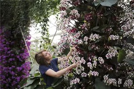 植物的智慧图片