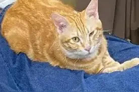网友怀疑自己的猫是老色批转世，且有实锤图片
