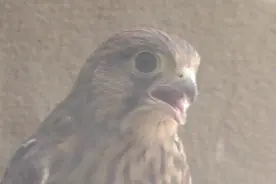 野生红隼进城安家，空调外机变“鸟巢”，孵出三只小雏鸟图片