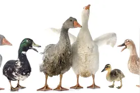 夏季鸭瘫痪多，死淘高，是什么原因，该怎么办？图片