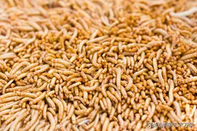 面包虫如何饲养？做好这6个方面其实很简单，成活率高长的好图片