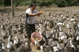 和你分享一套养鸭好方法，让你养出好鸭健康鸭，增加你的经济收入图片