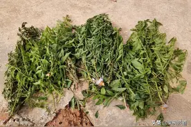 嫁接已存活的李树，一夜之间被大风吹断，果农想哭都哭不出来！图片