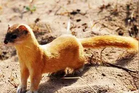 黄鼠狼、鼬獾、白面狸、果子狸有什么区别呢？图片