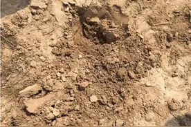 曾是牧区祸害，只因可替代虎骨泡酒，如今一斤300元，成珍品了图片