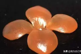 这种鱼在我国很常见，它的嘴里藏着一块“玉石”，很多人都不知道图片