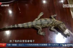 小区边河道惊现鳄鱼 街坊下水将其制服 然而它是从何而来？图片