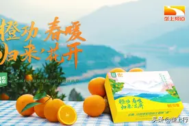 橙功归来 春暖花开图片