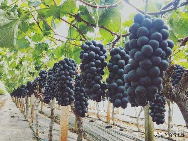 氨基酸水溶肥到底是什么？有什么作用？看完这篇文章你应该能懂