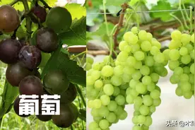 葡萄树旺长，如何控旺好，又不会影响葡萄果实的生长图片