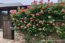 保定大激店晴耕雨读民宿、保定冰雪·2022奇幻主题乐园邀您雨后赏景图片