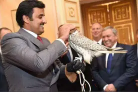 鹰中极品—海东青图片