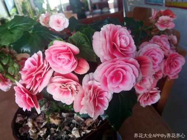 贝拉小蜜蜂草本身体乳