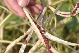 小豆虫害的防治方法图片