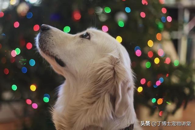 影响犬猫皮毛的营养因素蛋白质、氨基酸、脂肪酸、矿物质、维生素