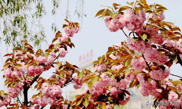 关于樱花的唯美句子大全（浪漫樱花的唯美句子）