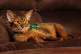 “我不过是杀了一只猫，别因为它伤了邻居的和气”图片