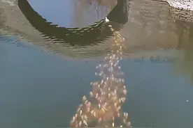 湖北河道出现“百鲤追鸭”，网友热议，这到底是什么原理？图片