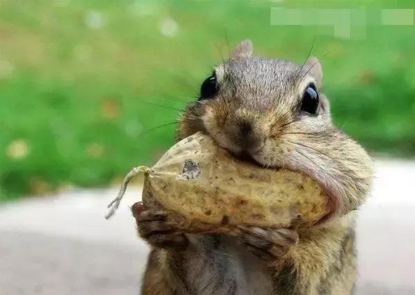 吃增肌粉有什么作用？含激素吗？