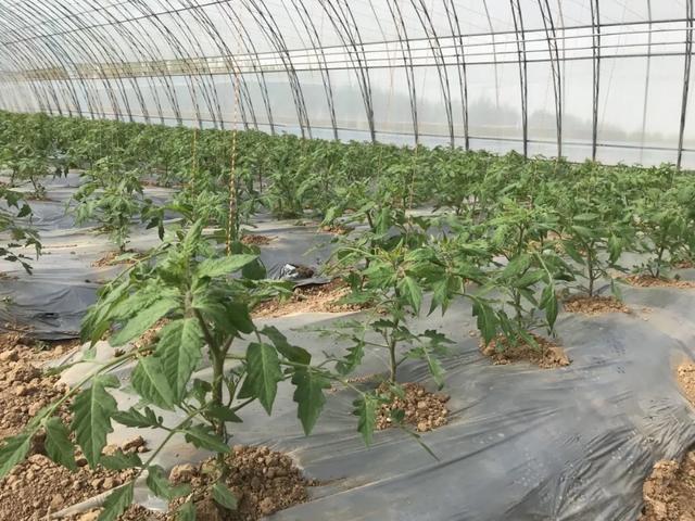 种菜不卖菜,农科城里造“芯片”!