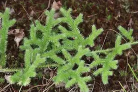 这种草药“山猫儿”，原来就是风湿妙药“伸筋草”图片