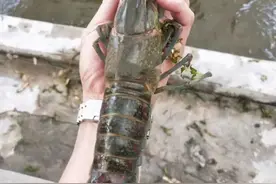 可长到1斤，我国从澳洲引进特大龙虾，未来取代小龙虾或指日可待图片