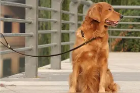 狗狗拴着好还是不拴好呢？都来听听过来人怎么说，你就知道了图片