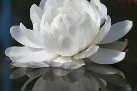 “为什么受伤的总是我”！这句话难道真的没有问题吗？图片