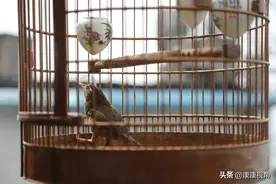 假如我是一只这样的鸟图片