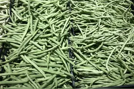 芸豆、豆角、四季豆，南北叫法差异大，看它们到底谁是谁？图片