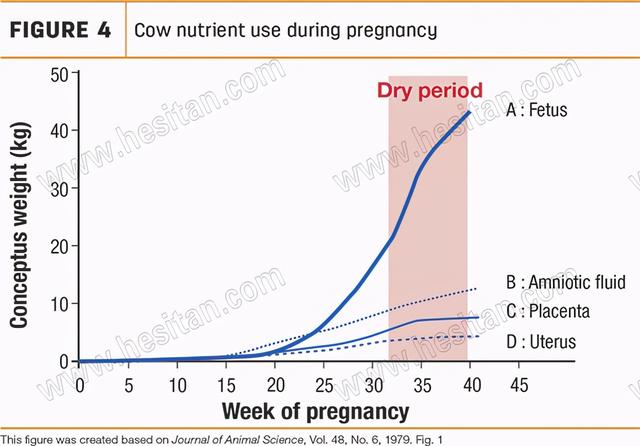 围产期母牛日粮中的瘤胃保护赖氨酸