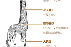 世界濒危动物红色名录更新！长颈鹿可能会灭绝？图片