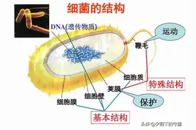 植物常见病害的区别图片
