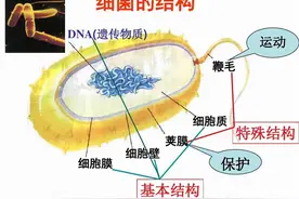 植物常见病害的区别图片