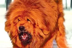 老话：“家兴出恶犬，家败生瓦松”，到底什么寓意？有道理吗？图片