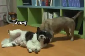 狗狗有个怪癖，喜欢舔另一只狗，还一舔就是4、5个小时！舔狗舔到视频封面