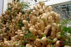 室内种姜不分季节，掌握催芽栽培技巧，阳台也能种出一片“姜山”图片