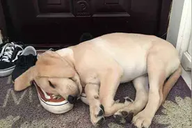 宠物狗从不睡这几个地方，说明对主人不够依赖，铲屎官要反省了图片